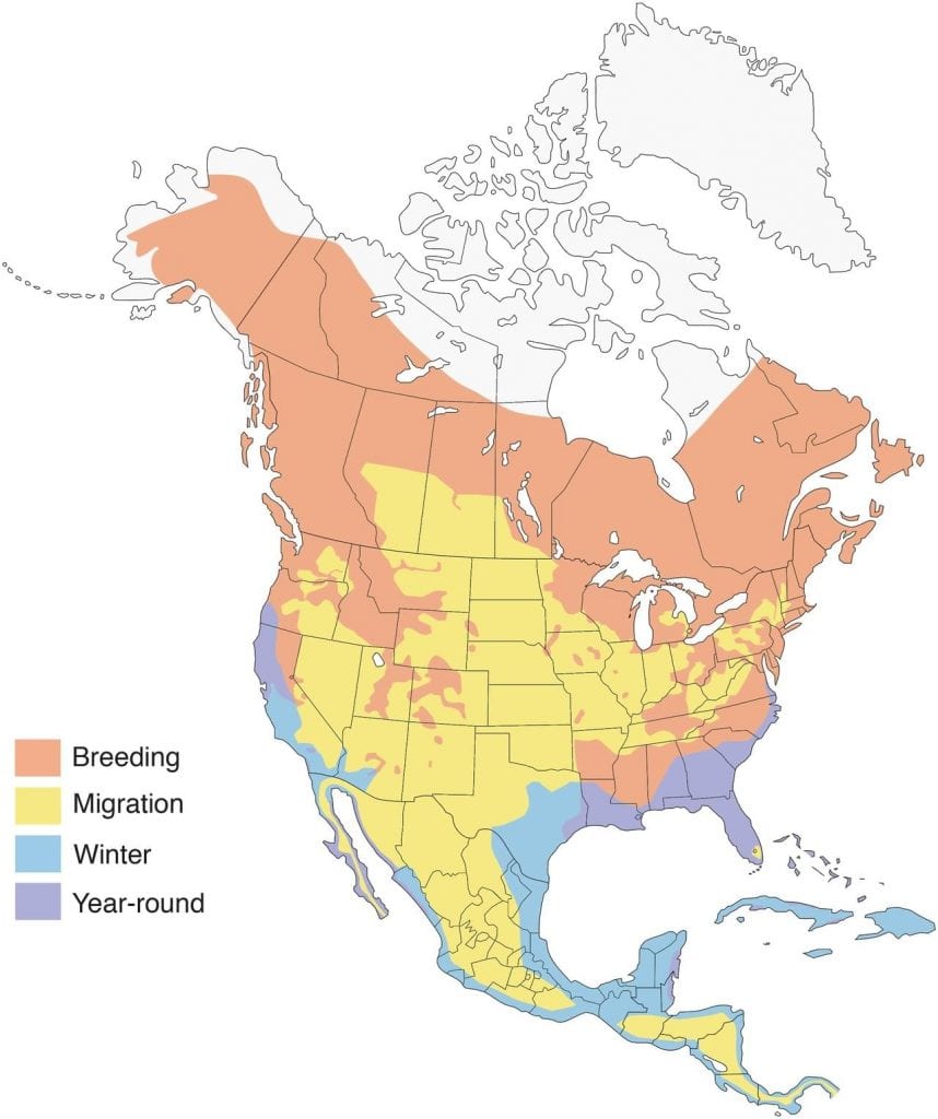 Ospreys 101 Diet, Habitat, and Migration