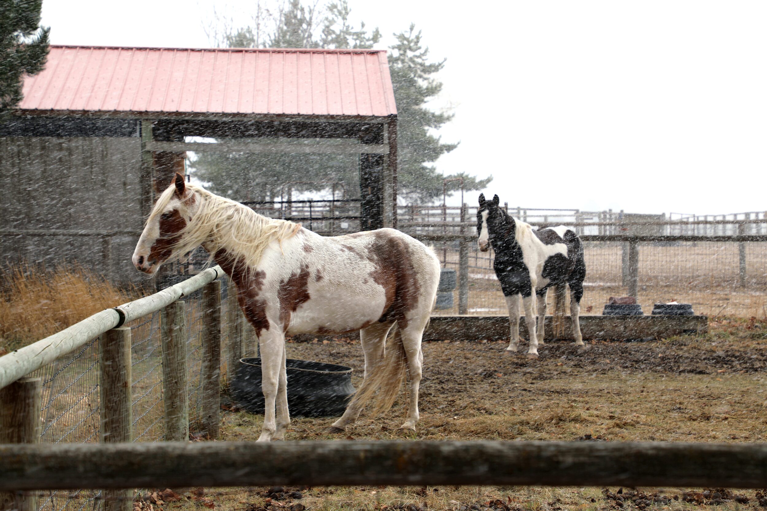 AC2A0514 New Kids On The Block Snow Storm Good Photo by Sandee McLaughlin