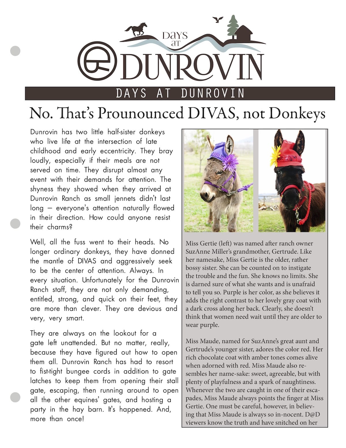 Donkey DIVAS Flyer Cover