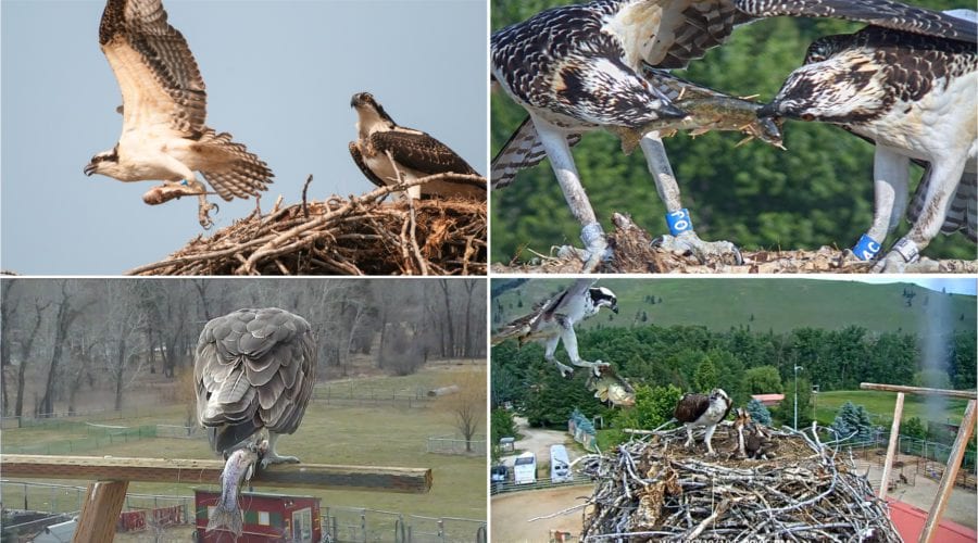 Ospreys 101 Diet, Habitat, and Migration