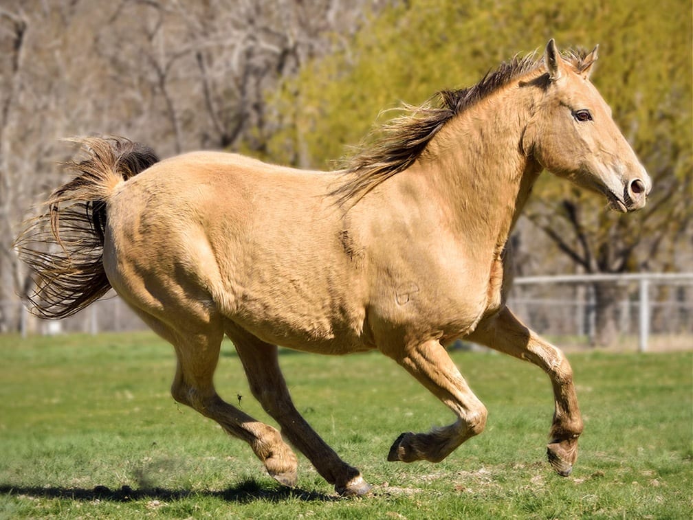 Lady Lanza Running2