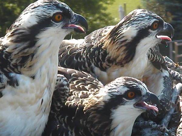 Osprey Trio