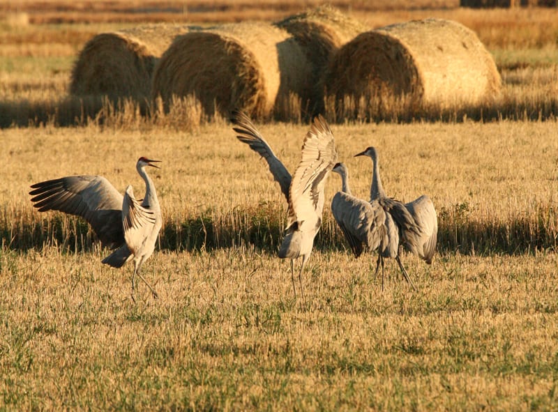 Crop-destroying Sandhill crane will be studied in Sudbury-Manitoulin