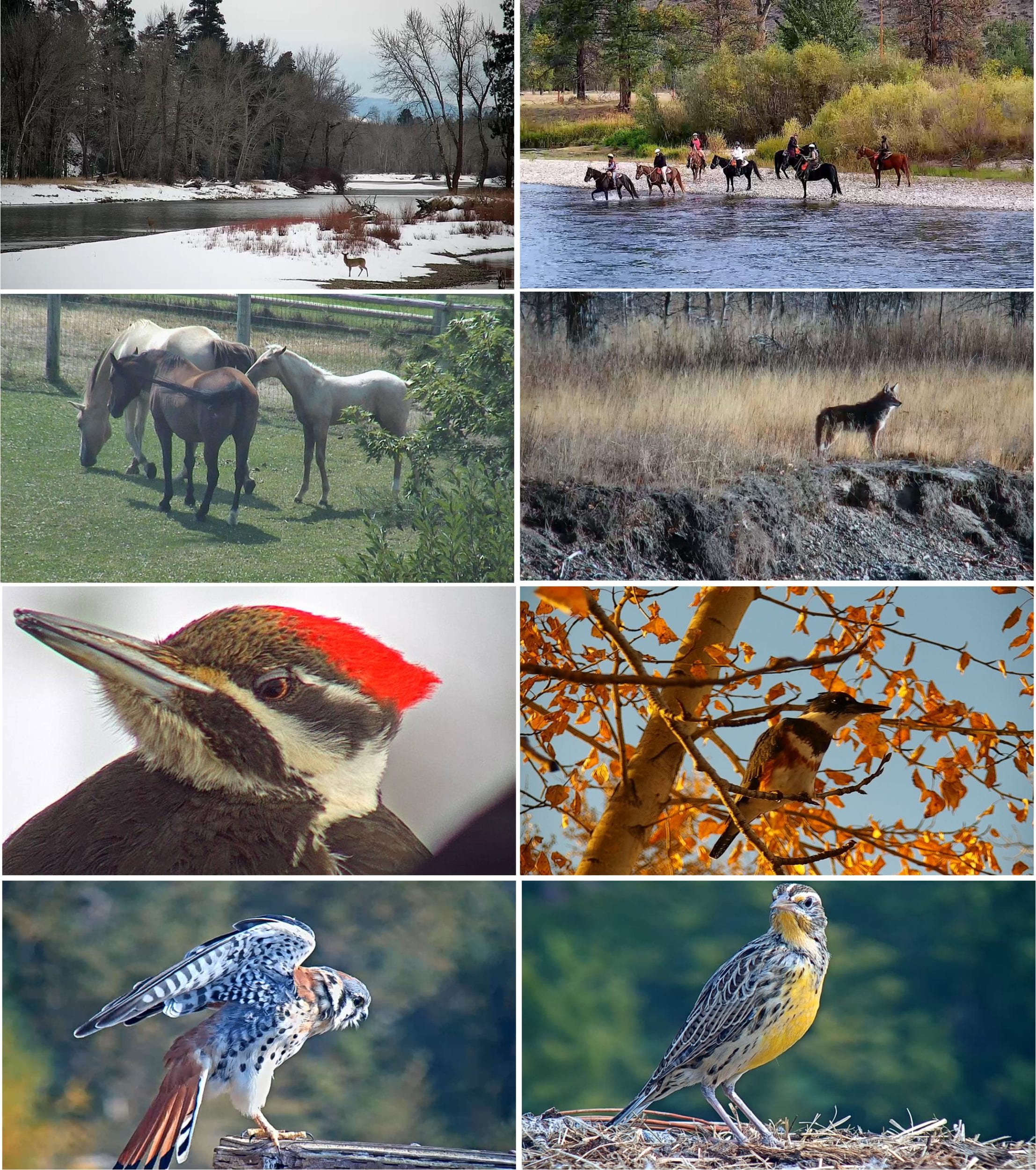 Wildlife And BirdsCombo02