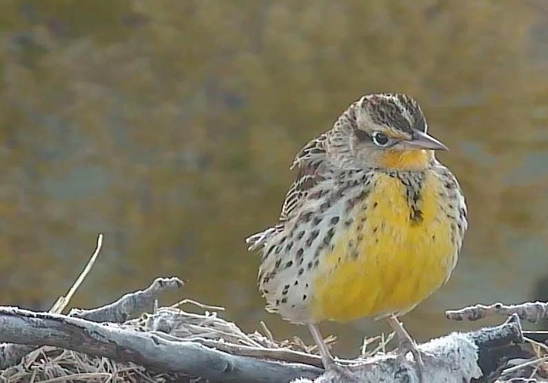 20171009 08 58 46 Cropped Birding