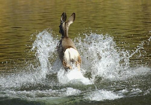 Deer Running In River Deer Running In River