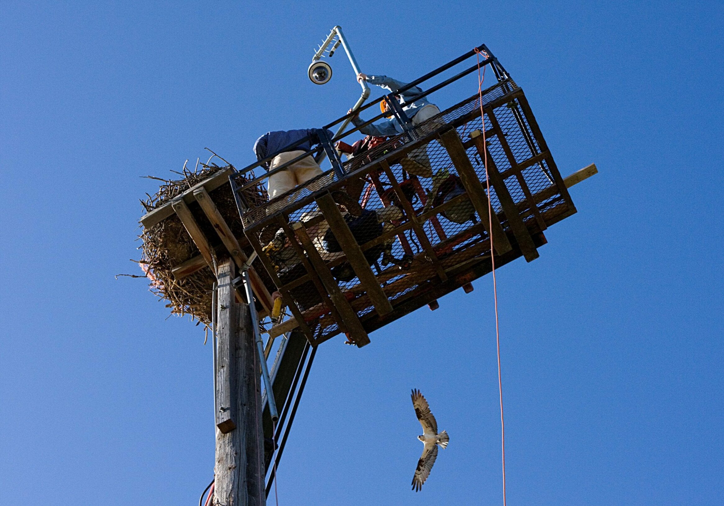 Dunrovin Ranch osprey banding photo by Pam Voth