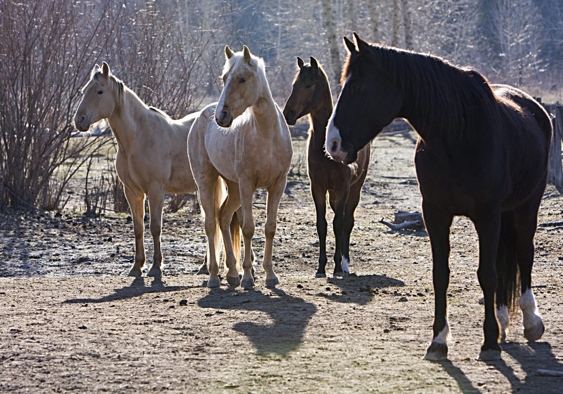 Dunrovin Ranch Morning Feeding Dunrovin Ranch morning feeding