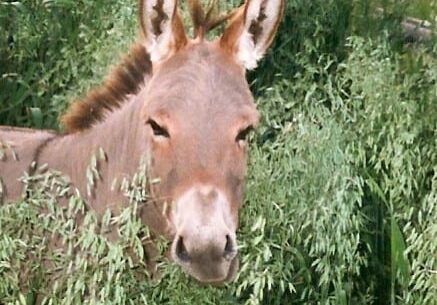 Senor Kona In Oat Field Cropped