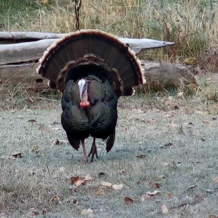 Turkey Turkey