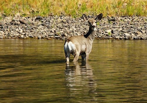 Deer Standing In River Deer Standing In River