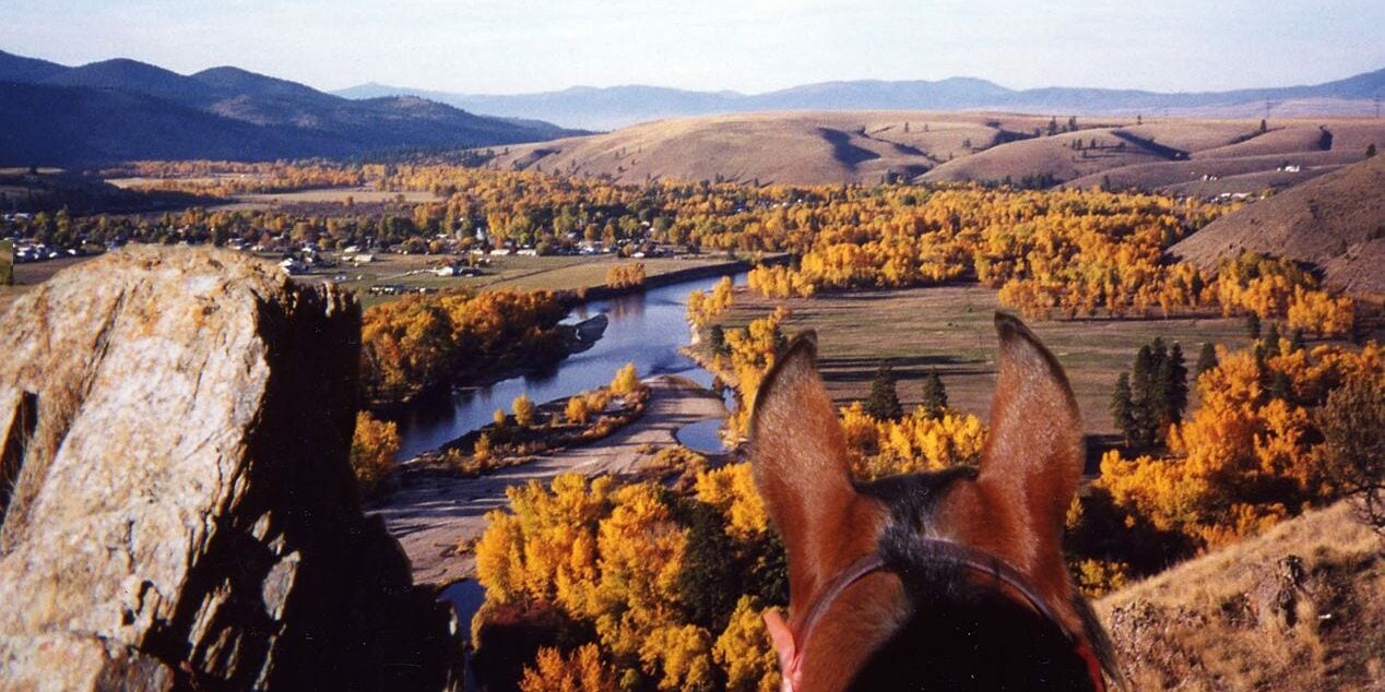 Overlooking Horse