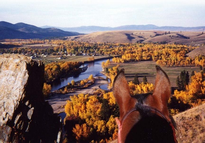 overlooking horse