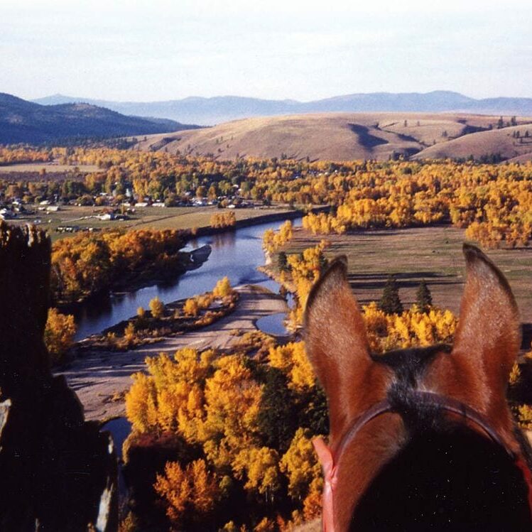 overlooking horse