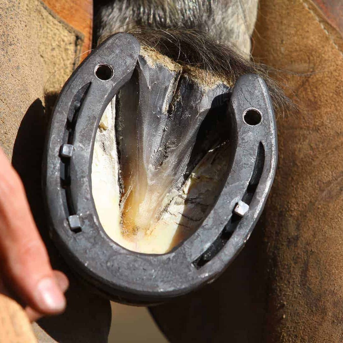 Putting Shoe On Horse Closeup