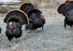 Turkeys