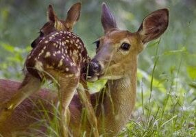 (ALL INTERNAL RIGHTS and LIMITED EXTERNAL USES AUTHORIZED) Newborn White-tailed deer fawn ((Odocoileus virginianus) being licked clean by its mother on Mount Porte Crayon in West Virginia. PHOTO CREDIT: © Kent Mason